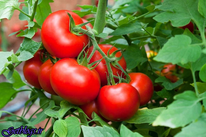 تولید گوجه فرنگی با خاصیت آنتی اکسیدانی زیاد